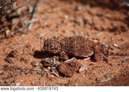 Small Lizard Looking As Spiky Dragon In Dry Terain Of Utah Desert, Us