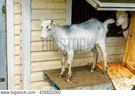 Cute Free Range Goatling On Organic Natural Eco Animal Farm Freely Grazing In Yard On Ranch Backgrou