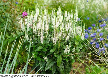 White Garden Small-flowered Plants With Pleasant Smell. Annual Ornamental Bushy Flowers.