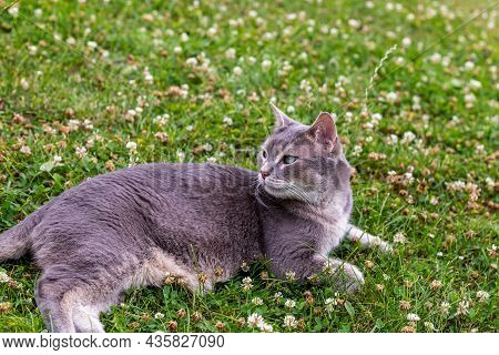 Big Gray Cat Smooth Abyssin Lies On A Clover Meadow