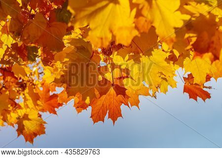 Yellow Leafs Of Maple Tree On Blue Sky Background