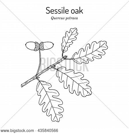 Sessile Or Irish Oak Quercus Petraea , Medicinal Plant, National Tree Of The Republic Of Ireland. Ha