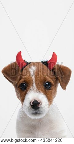 portrait of a cute jack russell terrier dog wearing devil horns against gray background