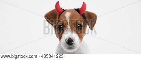 landscape of a sweet jack russell terrier dog wearing devil horns against gray background