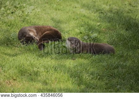 Lovely Portrait Of Otter Mustelidae Lutrinae In Summer Sunlight On Lush Grass