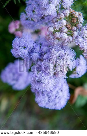 The Ageratum Houstonianum (flossflower) Blooming In A Garden