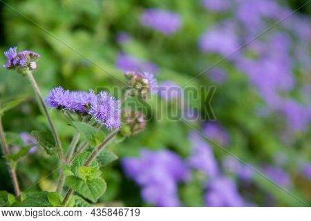 The Ageratum Houstonianum (flossflower) Blooming In A Garden