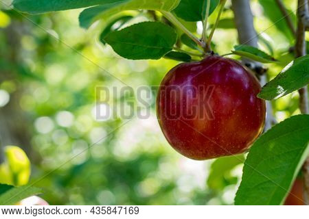Single Apple Ready For Picking In A U-pick Orchard