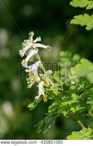 Pale Corydalis (pseudofumaria Alba) Flowers