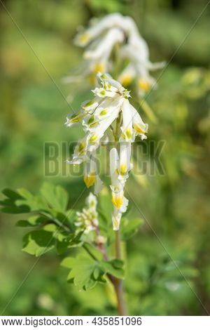 Pale Corydalis (pseudofumaria Alba) Flowers