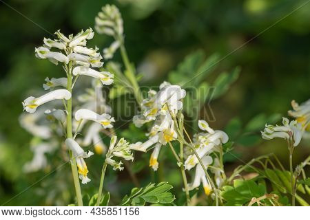 Pale Corydalis (pseudofumaria Alba) Flowers