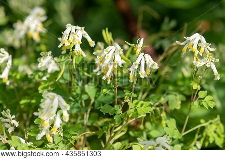 Pale Corydalis (pseudofumaria Alba) Flowers