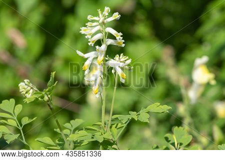 Pale Corydalis (pseudofumaria Alba) Flowers