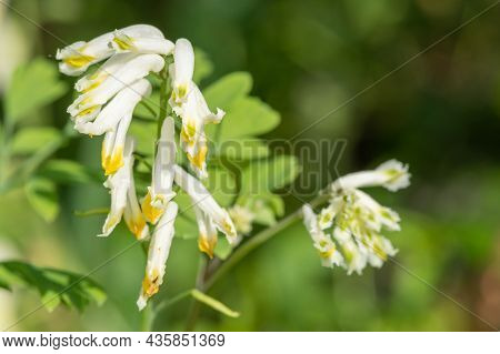 Pale Corydalis (pseudofumaria Alba) Flowers