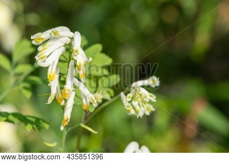 Pale Corydalis (pseudofumaria Alba) Flowers