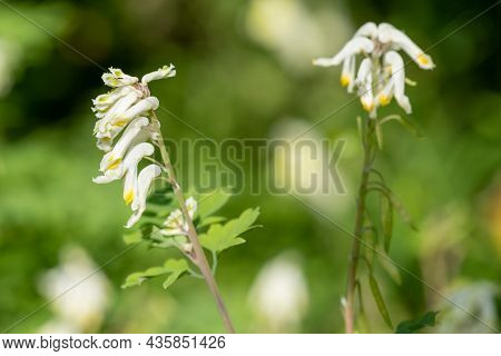 Pale Corydalis (pseudofumaria Alba) Flowers