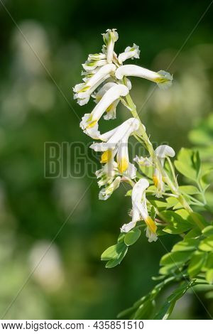 Pale Corydalis (pseudofumaria Alba) Flowers