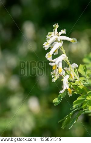 Pale Corydalis (pseudofumaria Alba) Flowers