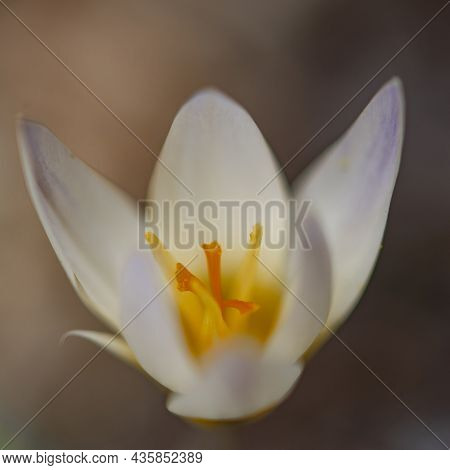 Crocus Chrysanthus Snow Crocus Ard Schenk Close Up