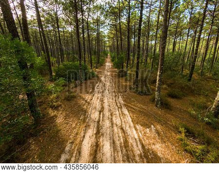 Pine Trees Forest View In Maceda, Ovar - Portugal.