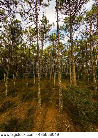 Pine Trees Forest View In Maceda, Ovar - Portugal.