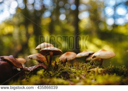 Mushrooms On Thin Legs With Dark And Light Brown Caps Grow On A Mossy Stump On Green And Yellow Blur