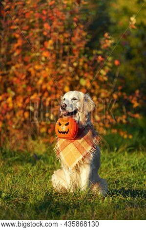Adorable Golden Retriever With Checkered Bandana Sits In Park On Autumn Bush With Red Leaves Backgro