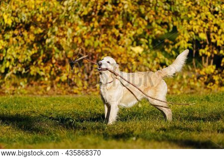 Adult Golden Retriever Stands With A Long Branch In His Teeth In The Park Against The Background Of 