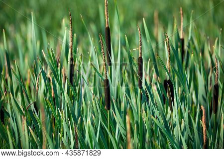 Reeds At The Pond In Summer With Typha Angustifolia (also Lesser Bulrush, Narrowleaf Cattail Or Less