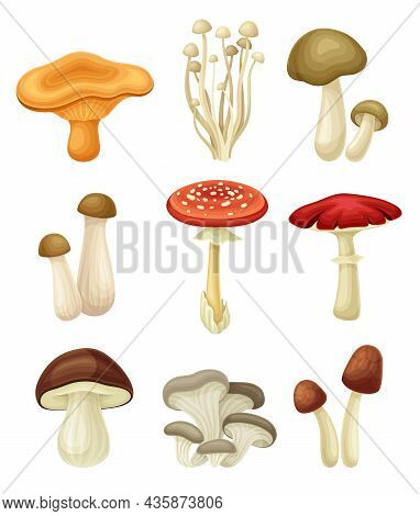 Wild Forest Edible And Poisonous Mushrooms Set. Chanterelle, Enoki, King Tumpet, Fly Agaric, Oyster,