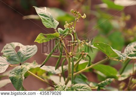 Raw Green And Ripe Beans Of Moong On The Moong Crop Planted In The Field, Green Moog Beans Pod In Mo