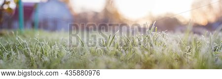 Landscape Panorama Frozen Grass Branch In Winter. Banner Frame Of Froze Lush Green Grass With Ice Cr