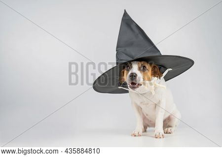 Jack Russell Terrier Dog In Witch Hat Holding Chicken Paw For Casting Spells On White Background.