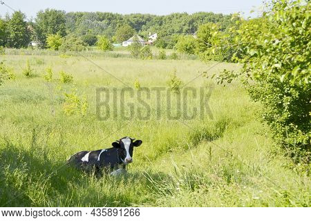 Beautiful Big Milk Cow Grazes On Green Meadow