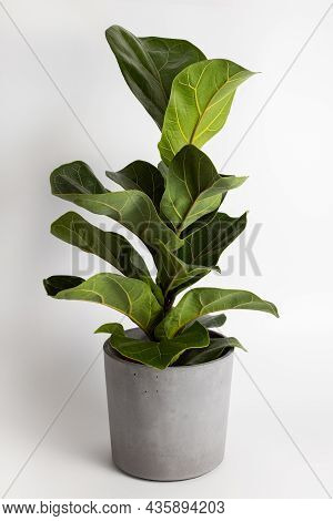 Close Up Of Leaf Of Tropical Fiddle Leaf Fig Ficus Lyrata Houseplant Isolated On White Background, P