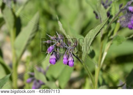 Common Comfrey - Latin Name - Symphytum Officinale