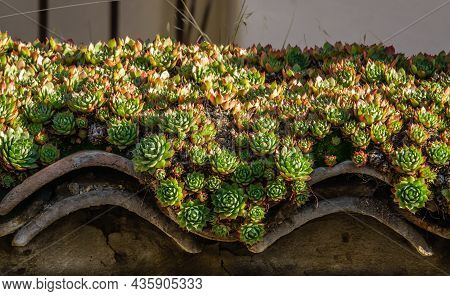 Old Home Roof Tiles With Cactus, Architecture House Background