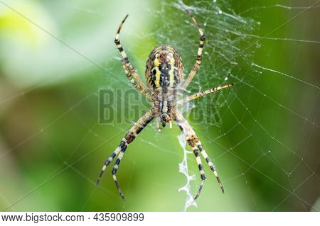 Argiope Bruennichi (wasp Spider) On Web, Invasive Species Of Orb-web Spider Distributed Throughout C