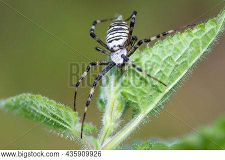 Argiope Bruennichi (wasp Spider) On Web, Invasive Species Of Orb-web Spider Distributed Throughout C