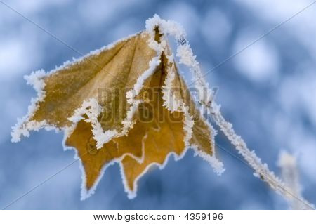 Frosne blad