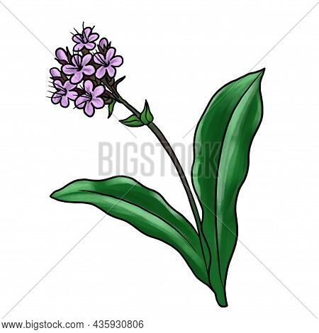 Drawing Plant Of Nard, Nardostachys Jatamansi Isolated At White Background, Hand Drawn Illustration