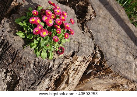 Closeup Of Gowan Pink Flowers On Old Tree Tank
