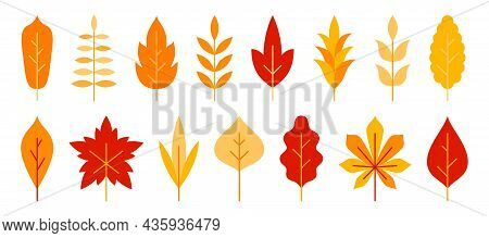 Leaf Orange Flat Set. Nature Tree Branch Wild Plant Autumn Object Collection. Free Organic Element V