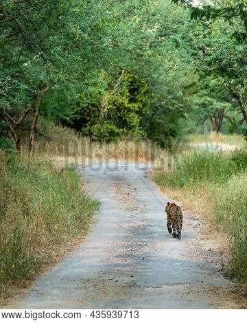 Back Profile Of A Indian Wild Male Leopard Or Panther Walking On A Jungle Track In Natural Green Bac