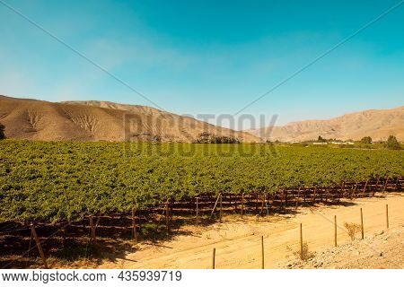 Vineyard Crops In The Middle Of The Desert In Tierra Amarilla, Chile