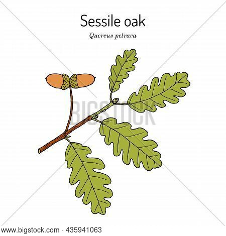 Sessile Or Irish Oak Quercus Petraea , Medicinal Plant, National Tree Of The Republic Of Ireland. Ha