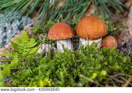 Boletus Edulis Among The Moss In The Forest