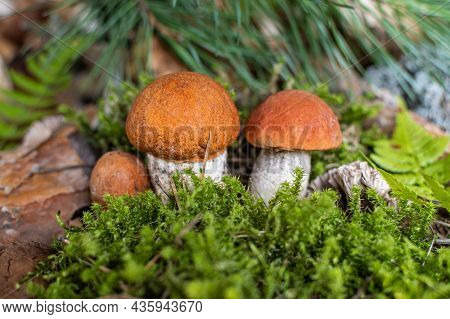 Boletus Edulis Among The Moss In The Forest