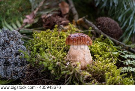 Boletus Edulis Among The Moss In The Forest