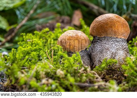 Boletus Edulis Among The Moss In The Forest